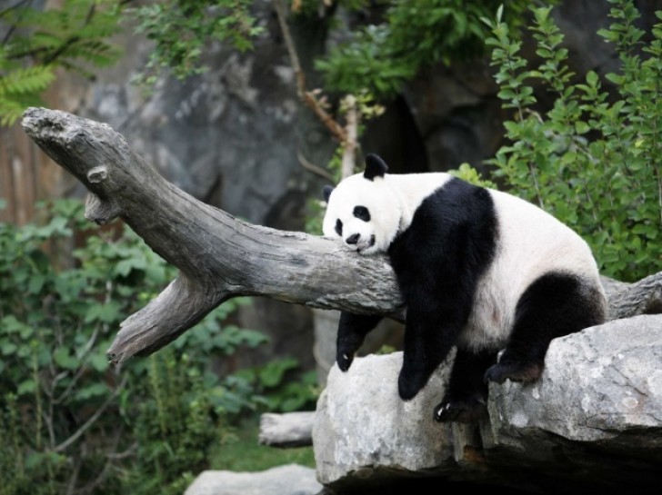 Rispetto agli altri, il panda è un campione della veglia: gli bastano "solo" 10 ore giornaliere di riposo.