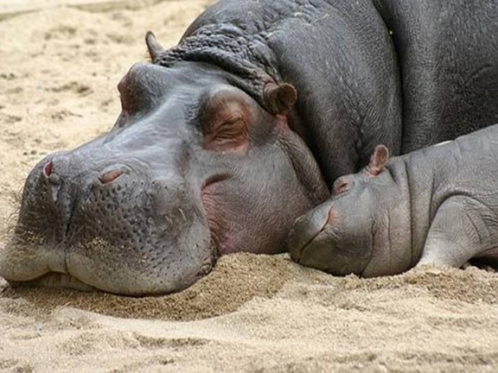 Het zal wel vanwege zijn enorme statuur zijn, maar een nijlpaard kan niet zonder zijn 16 of ook wel 20 uur ontspanning