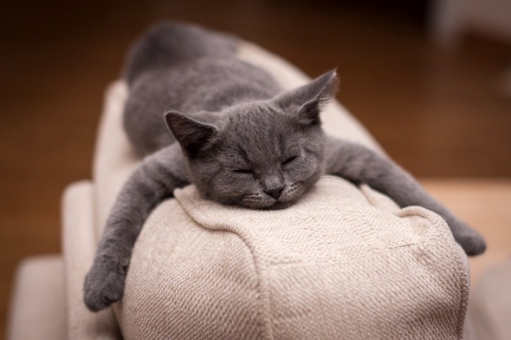 Chi ha in casa dei gatti lo sa bene: tutti vorremmo condurre la loro vita. Trascorrono sdraiati a dormire anche 18 ore al giorno.