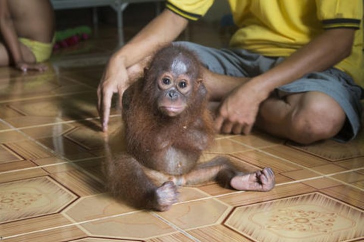 Lui è Joss il piccolo orangotango, acquistato per 500.000 rupie, circa 33 euro, in un mercato di animali locale.