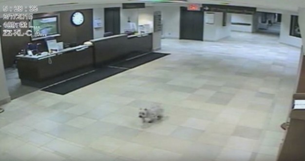 Un cane riesce inspiegabilmente a raggiungere l'ospedale in cui la padrona è ricoverata - 1