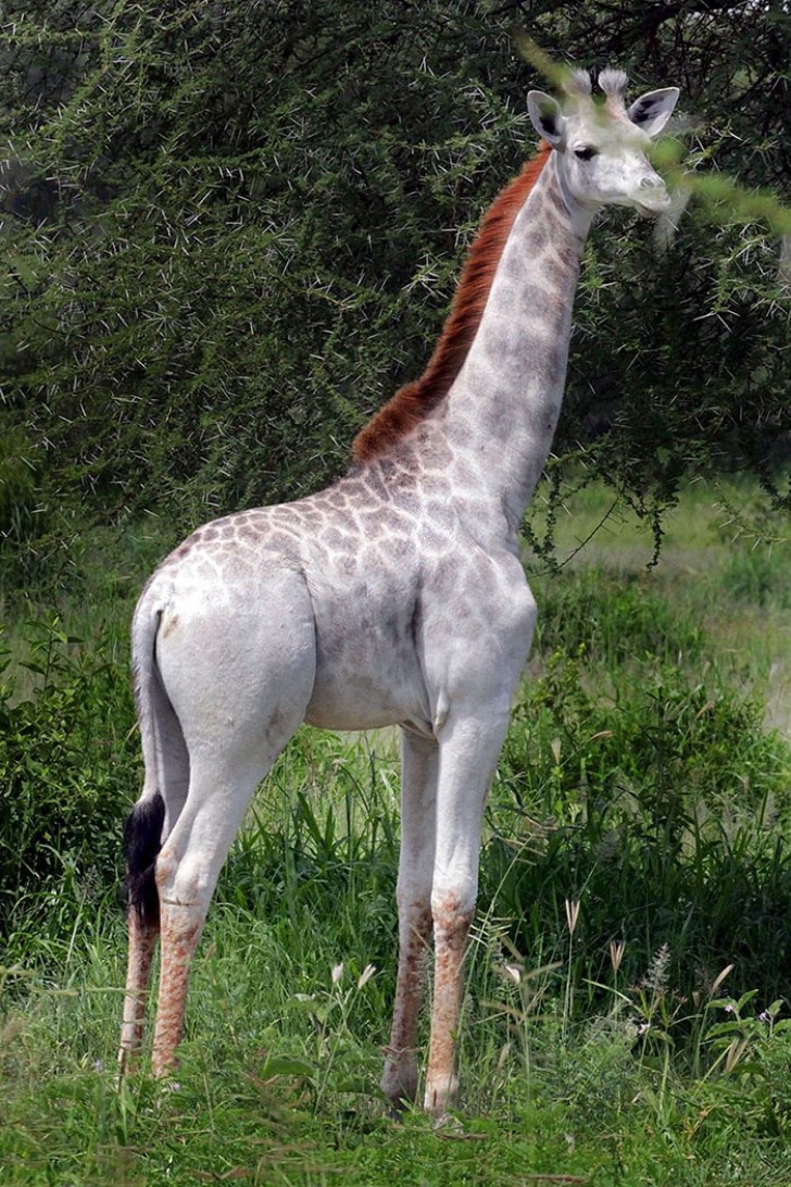Son nom est Omo et elle a environ 15 mois : elle a été repéré dans le Parc National de Tanzanie, avec son troupeau.