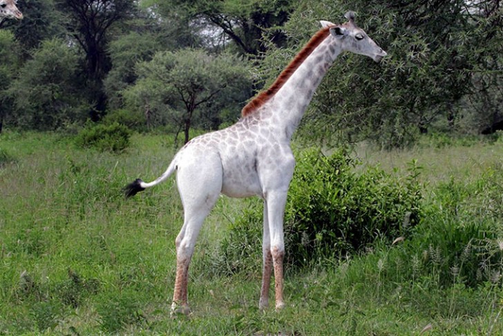 Les chercheurs du parc suivent de près la vie de ce précieux spécimen, car c'est la seule girafe au monde avec cette particularité.
