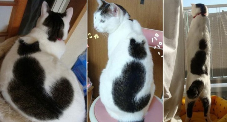 10 gatti a cui la natura ha voluto dare un segno particolare INCONFONDIBILE - 2