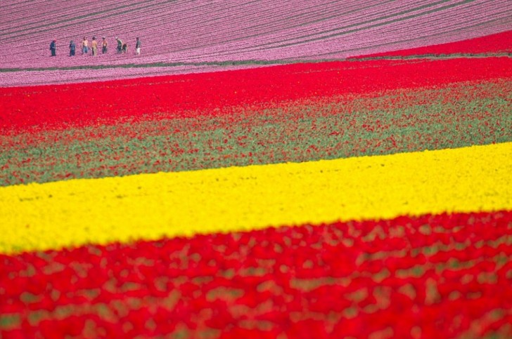 Campi di tulipani in fioritura, Lisse, Paesi Bassi