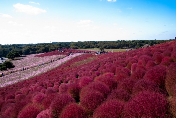 Hitachi Seaside Park, Japan