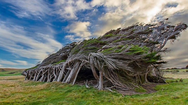 Bomen gebogen door de wind, Slope Point, Nieuw-Zeeland