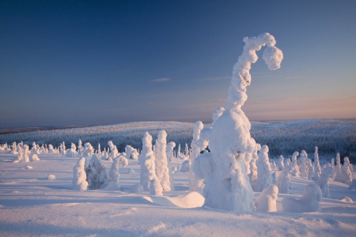 Bevroren bomen, Lapland