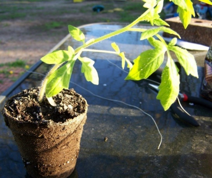5. Retirez la plantule du pot du magasin, en faisant attention à garder intactes les petites racines qui sortent de la terre.
