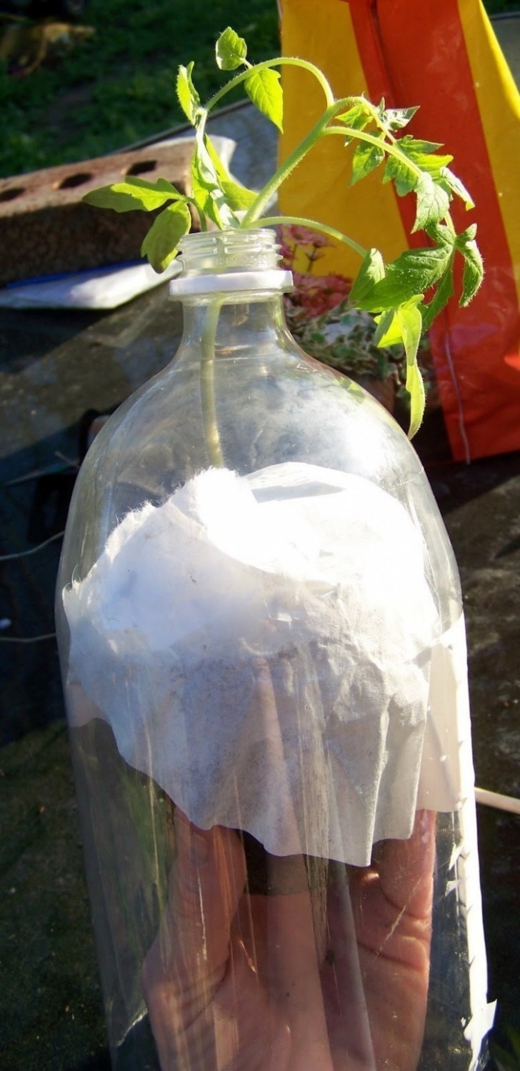 7. Faites passer la plantule à travers le goulot de la bouteille. Faites attention à ne pas casser les parties fragiles de la plante.