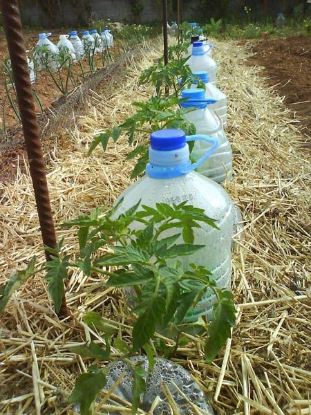 The two bottles are simply placed on the ground, near the plants to be irrigated; the hay helps to keep moisture in the ground.