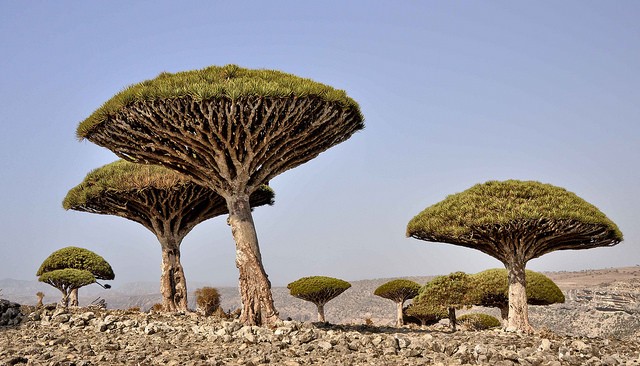 3. Socotra, Yemen