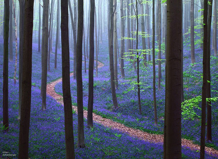 Chaque année au printemps, cette forêt belge offre un spectacle qui coupe le souffle - 1