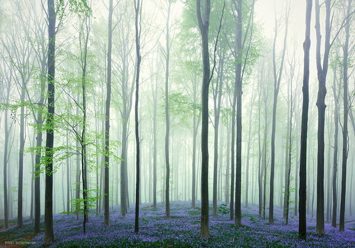 Chaque année au printemps, cette forêt belge offre un spectacle qui coupe le souffle - 3