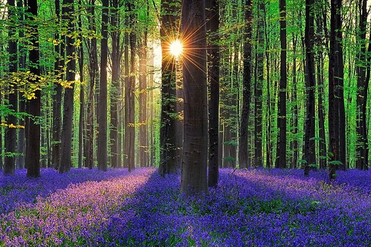 Chaque année au printemps, cette forêt belge offre un spectacle qui coupe le souffle - 4