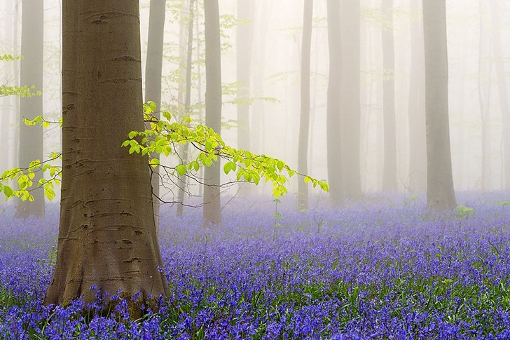 Chaque année au printemps, cette forêt belge offre un spectacle qui coupe le souffle - 5