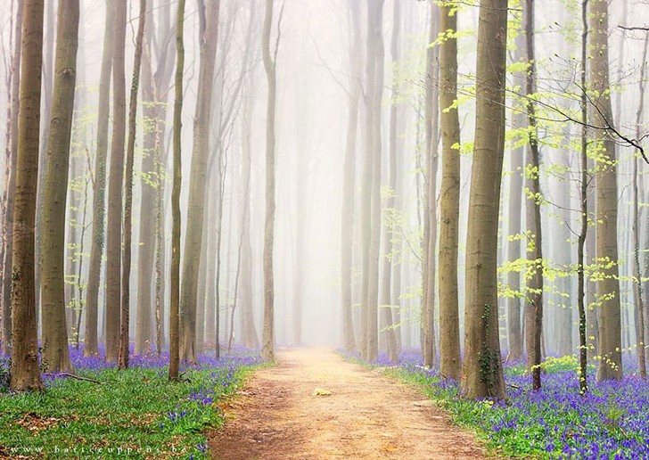 Chaque année au printemps, cette forêt belge offre un spectacle qui coupe le souffle - 7