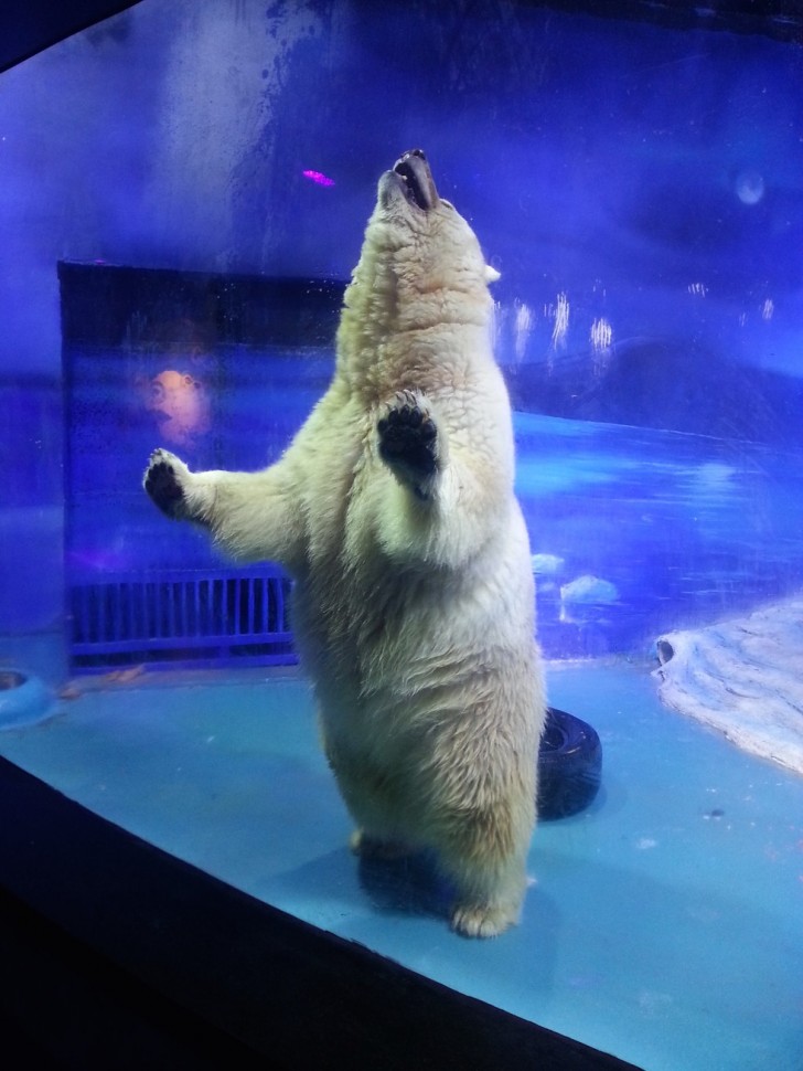 Un'altra un orso polare che si erge sulle zampe posteriori davanti al vetro, in un gesto di disperazione