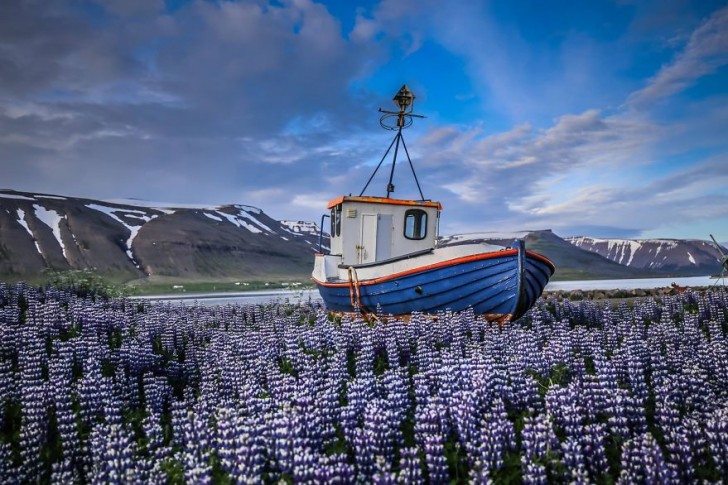 E si sono meravigliati degli sterminati campi di lupini in fiore dell'Islanda.