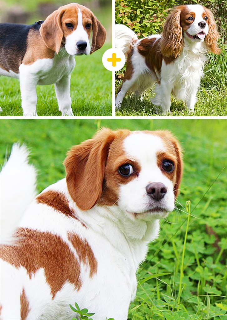 10. Beagle + Cavalier King Spaniel
