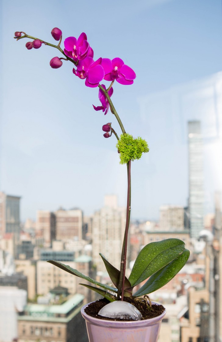 Le orchidee hanno bisogno regolarmente di acqua, ma non troppa tutta insieme: è utile inserire nel vaso un cubetto di ghiaccio a settimana, due per le più grandi, in modo da mantenerle sempre fresche.