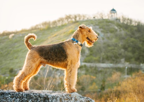 10. Airedale Terrier