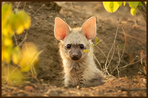 In africano il suo nome è 'aardwolf', che significa lupo di terra.