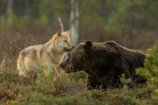 Una lupa e un orso: amici a tal punto da dividere una preda. 