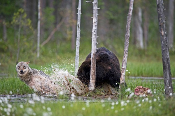 Per 10 giorni un fotografo ha seguito una lupa ed un orso: non poteva credere ai suoi occhi - 6