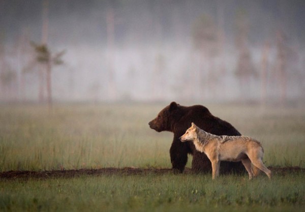 Per 10 giorni un fotografo ha seguito una lupa ed un orso: non poteva credere ai suoi occhi - 8