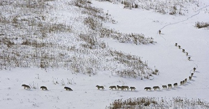 Un branco di 25 lupi si muove nella neve, nel Parco Nazionale Wood Buffalo, in Canada.