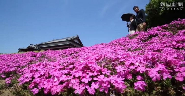 Suo marito la amava così tanto che non sopportava di vederla così. Decise allora di piantare intorno alla casa migliaia di fiori profumati. Scelse i fiori shibazakura.