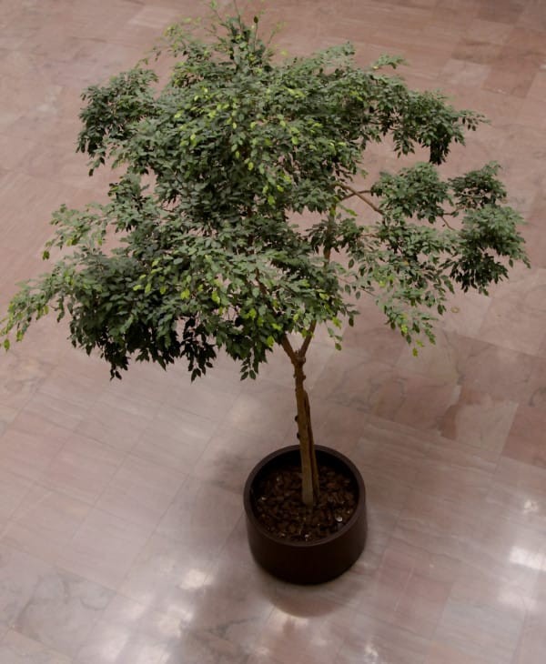 Der Ficus ist nicht nur eine schöne Zimmerpflanze, sondern reinigt den Raum von Benzonen. 