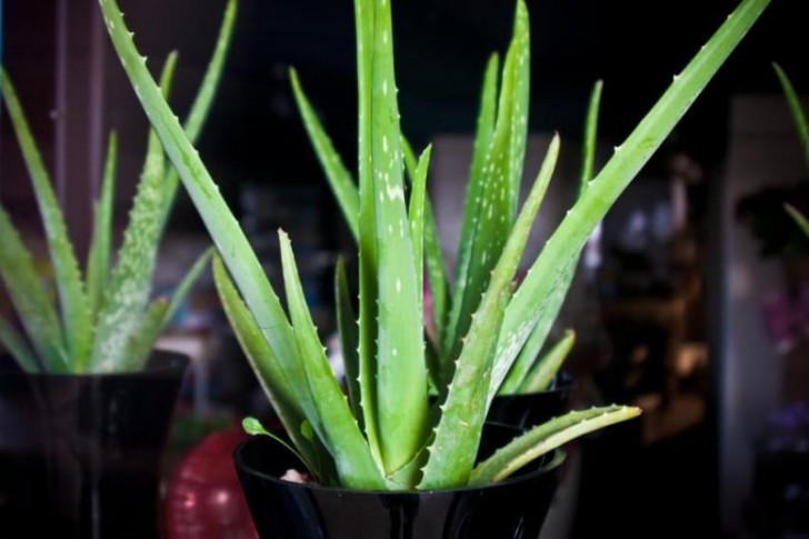 Das Aloe Vera bracht nur wenig Wasser, um zu wachsen. Es befreit die Luft von diversen chemischen Substanzen. 