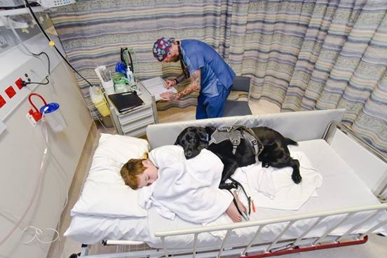 Questo cane non abbandona il suo amico nemmeno in ospedale: ecco cosa significa amare - 1