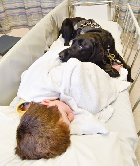 Questo cane non abbandona il suo amico nemmeno in ospedale: ecco cosa significa amare - 2