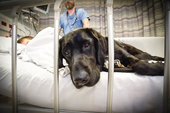 Questo cane non abbandona il suo amico nemmeno in ospedale: ecco cosa significa amare - 4