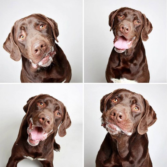 19 chiens errants à la recherche de famille posent pour une séance photo unique en son genre - 11