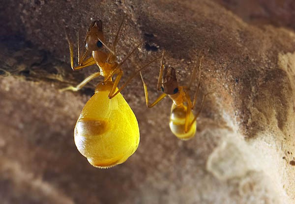 Honing mieren zijn in staat om zichzelf te beschermen tegen schimmels en bacteriën, ze scheiden een “antibioticum” af dat verspreidt wordt op hun lichaam.