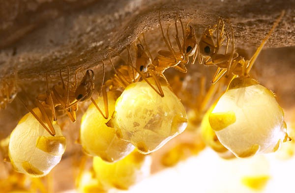Da dove viene il miele che producono? Prima di tutto dal nettare e dalla linfa delle acacie, poi dagli afidi, minuscoli insetti che le formiche 'mungono' per prelevare questa sostanza zuccherina.