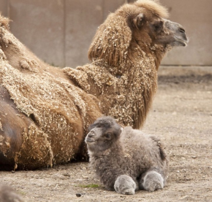 Un cammello e il suo piccolo