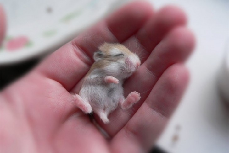 Un hamster en miniature