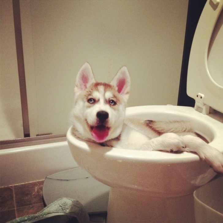 Quindi adesso tu mi dici che questa non è la vasca da bagno...