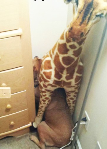 13. Non, non, y'a absolument rien sous la girafe... 