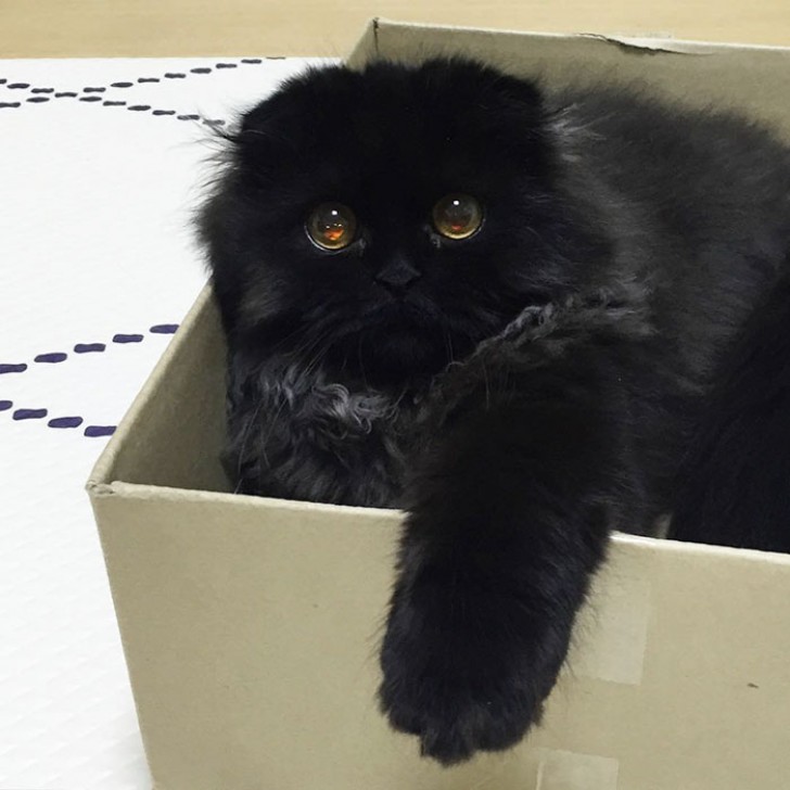 Il gatto con gli occhi più grandi del mondo: non riuscirete a smettere di fissarlo - 16