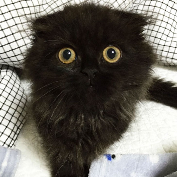 Il gatto con gli occhi più grandi del mondo: non riuscirete a smettere di fissarlo - 5