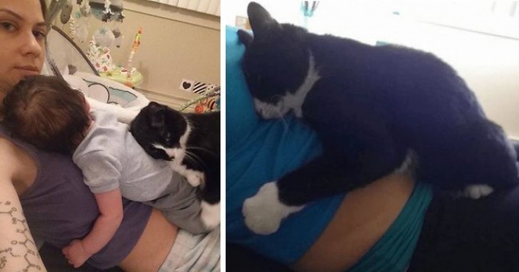 Da quando la sua padroncina è rimasta incinta, questa gattina di 2 anni e mezzo ha iniziato ad abbracciare il pancione