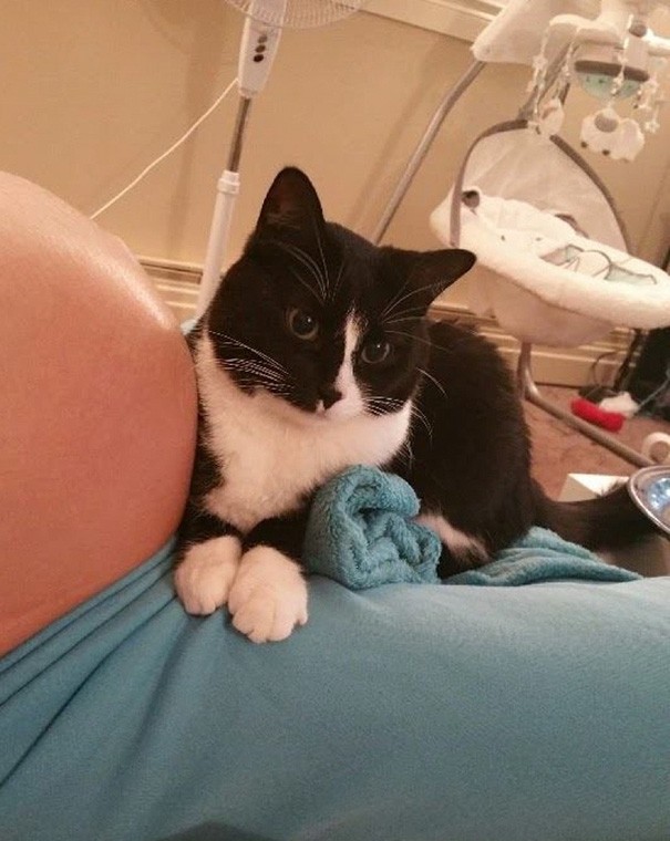 Questo gatto ha iniziato a proteggere il suo piccolo umano ancora prima che nascesse - 3