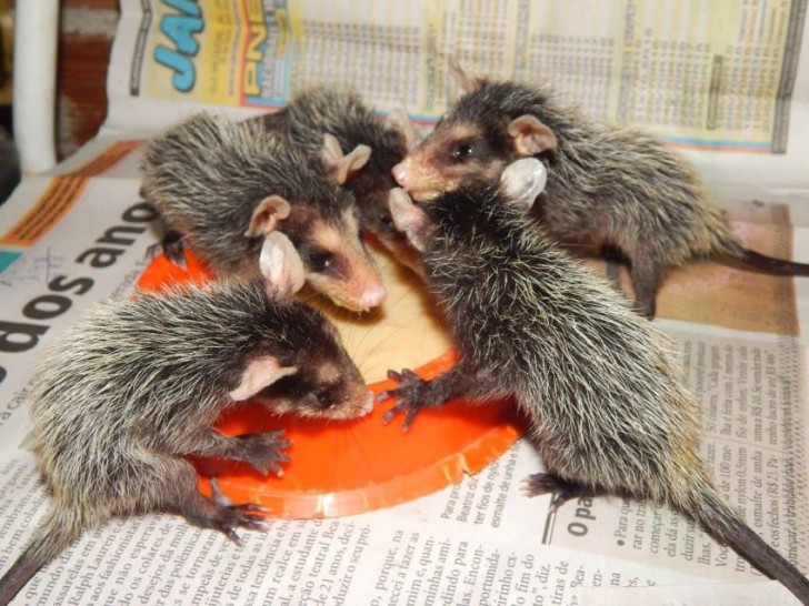 Gli opossum crescevano bene, giorno dopo giorno.