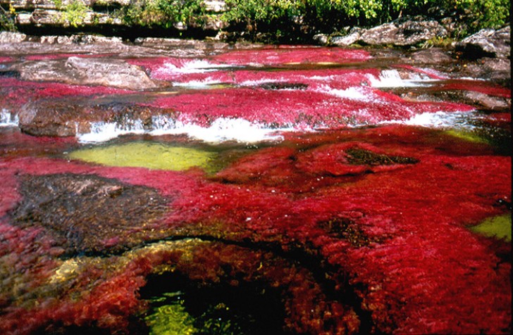 Caño Cristales, Colombia. Il fiume è anche conosciuto come “Fiume arcobaleno” o “Fiume dai cinque colori”.